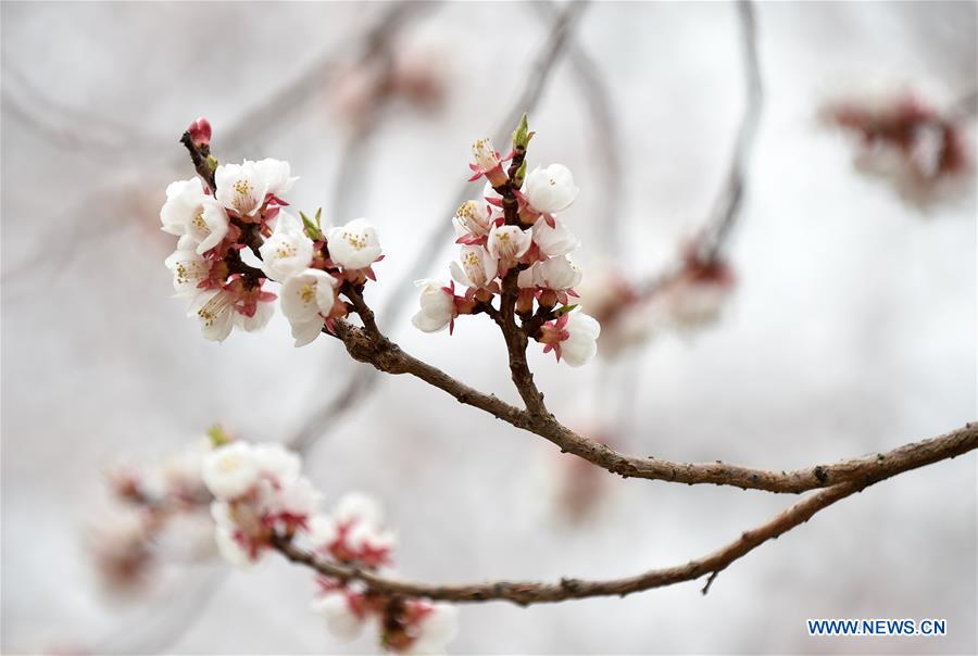 CHINA-JILIN-CHANGCHUN-APRICOT FLOWER (CN)