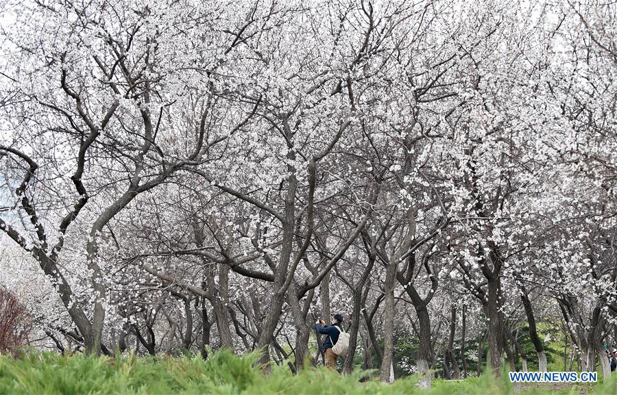 CHINA-JILIN-CHANGCHUN-APRICOT FLOWER (CN)