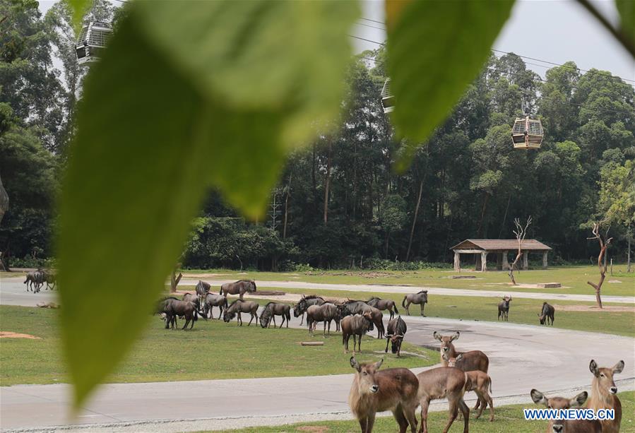 CHINA-GUANGDONG-GUANGZHOU-CHIMELONG SAFARI PARK-REOPENING (CN)