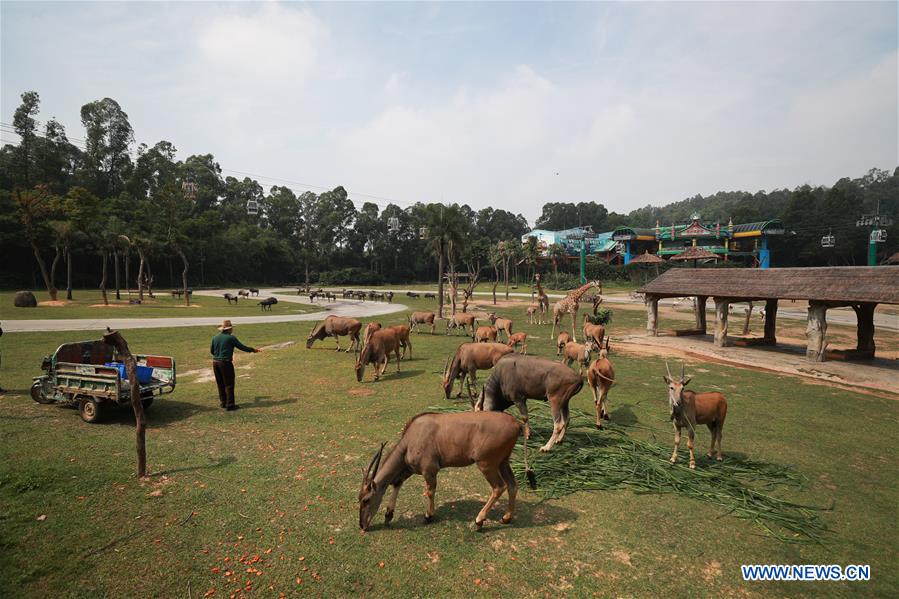 CHINA-GUANGDONG-GUANGZHOU-CHIMELONG SAFARI PARK-REOPENING (CN)