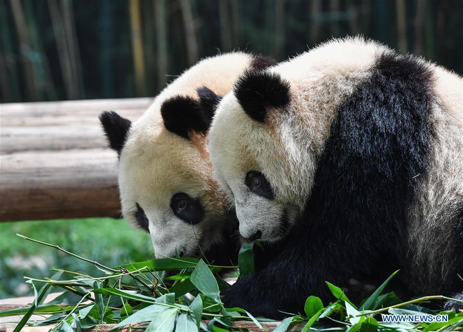 CHINA-GUANGZHOU-CHIMELONG SAFARI PARK-REOPENING (CN)