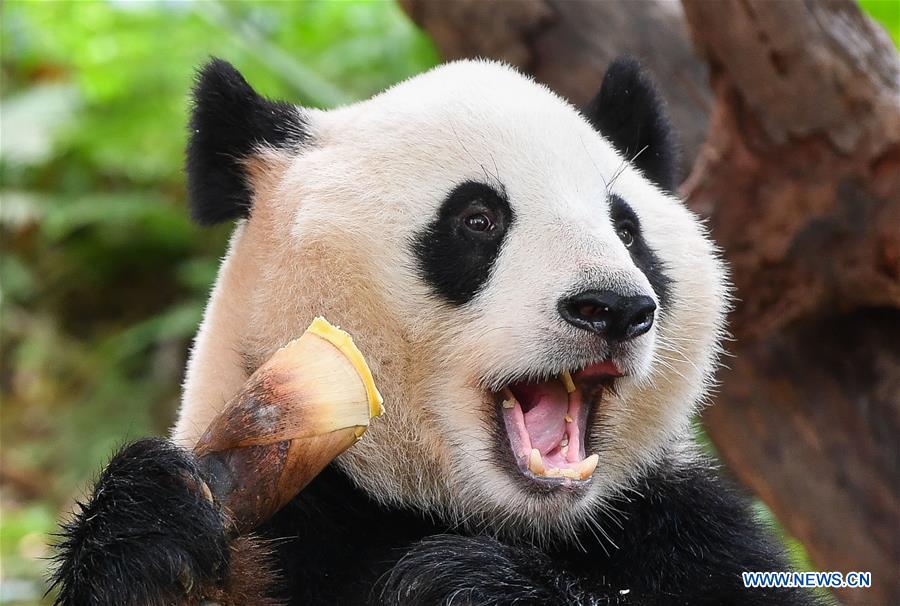 CHINA-GUANGZHOU-CHIMELONG SAFARI PARK-REOPENING (CN)