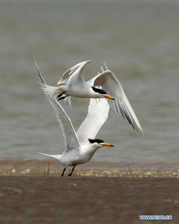 CHINA-FUJIAN-MINJIANG RIVER-ESTUARY WETLAND (CN)