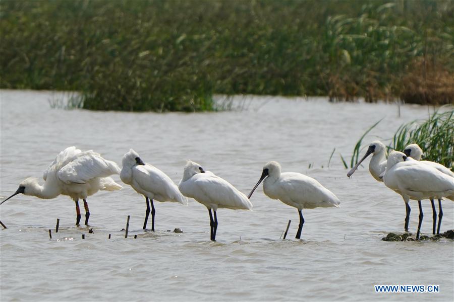 CHINA-FUJIAN-MINJIANG RIVER-ESTUARY WETLAND (CN)