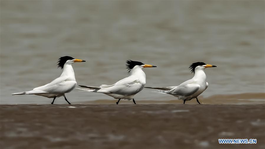 CHINA-FUJIAN-MINJIANG RIVER-ESTUARY WETLAND (CN)