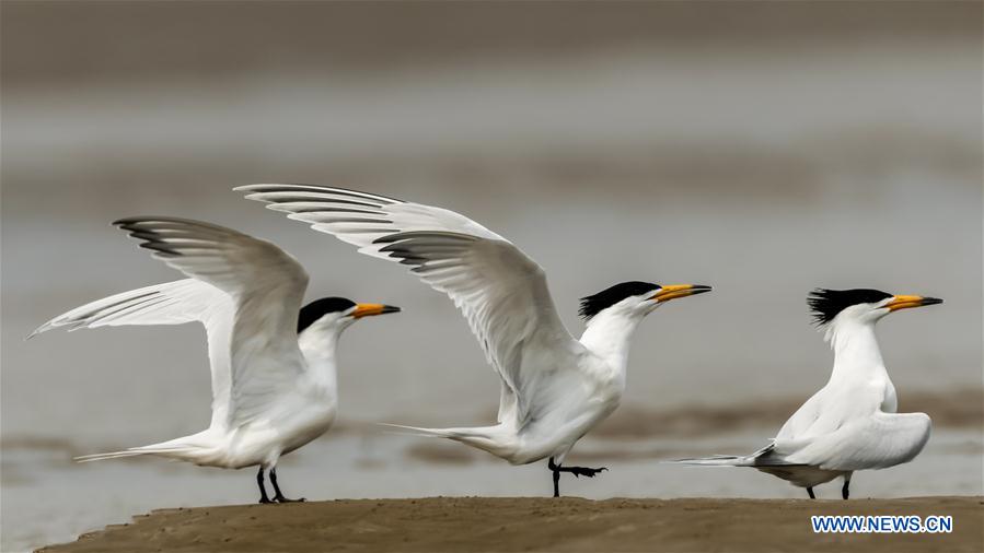 CHINA-FUJIAN-MINJIANG RIVER-ESTUARY WETLAND (CN)