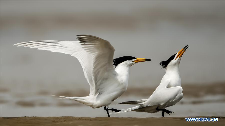 CHINA-FUJIAN-MINJIANG RIVER-ESTUARY WETLAND (CN)