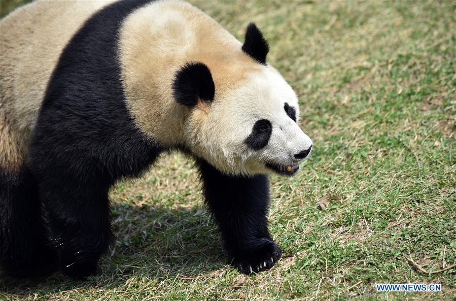 CHINA-JILIN-CHANGCHUN-ZOO-GIANT PANDA (CN)