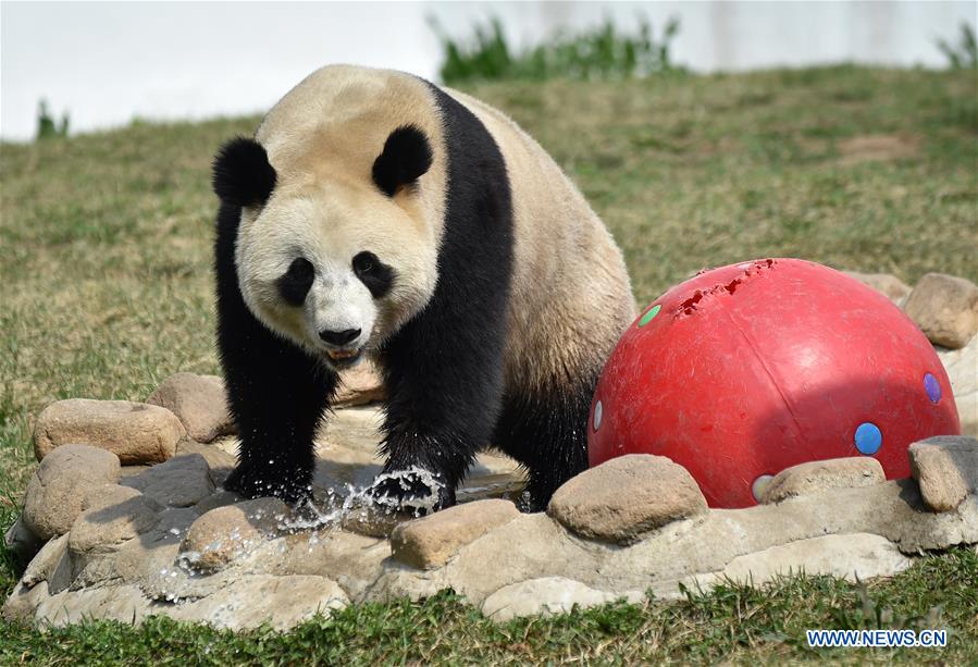 CHINA-JILIN-CHANGCHUN-ZOO-GIANT PANDA (CN)