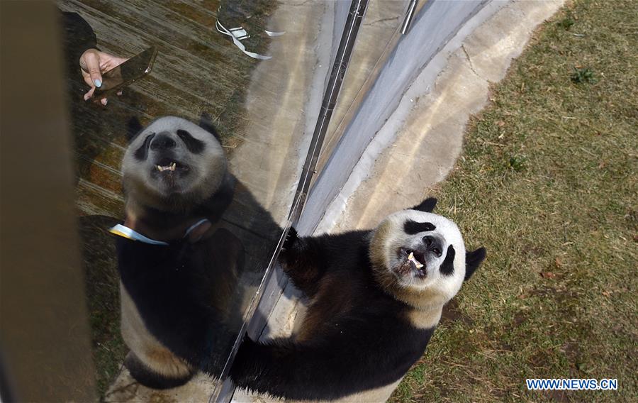 CHINA-JILIN-CHANGCHUN-ZOO-GIANT PANDA (CN)