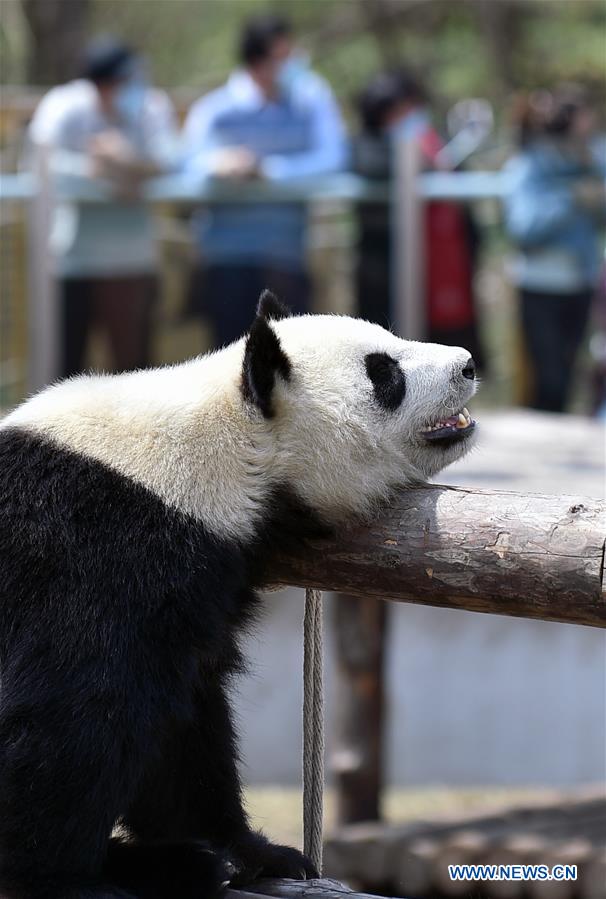 CHINA-JILIN-CHANGCHUN-ZOO-GIANT PANDA (CN)
