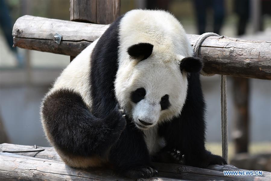 CHINA-JILIN-CHANGCHUN-ZOO-GIANT PANDA (CN)