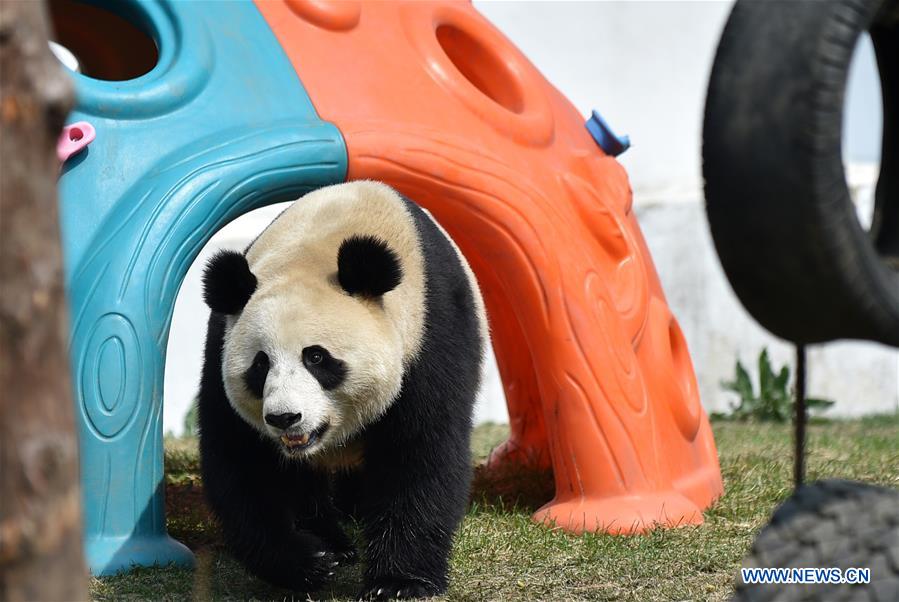 CHINA-JILIN-CHANGCHUN-ZOO-GIANT PANDA (CN)