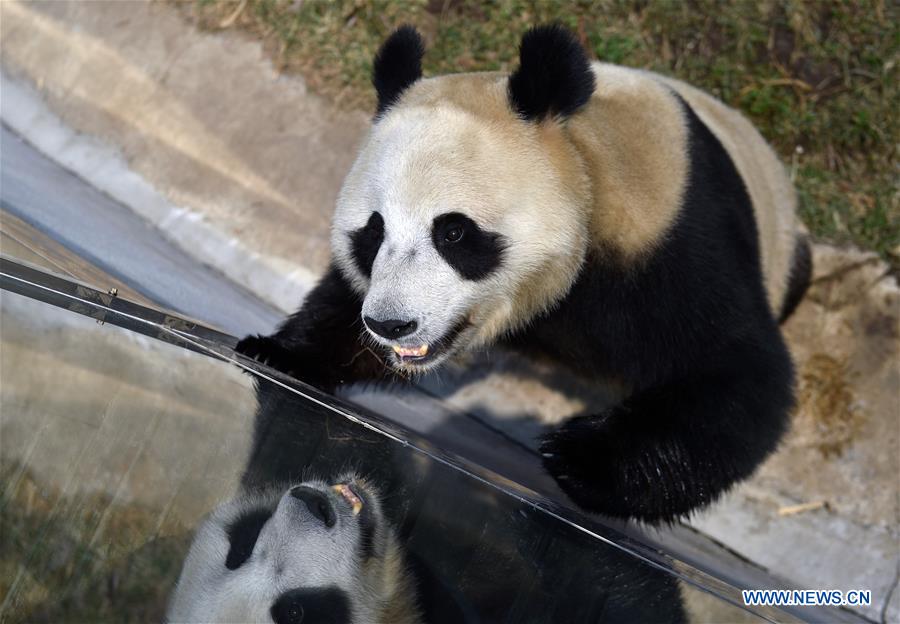 CHINA-JILIN-CHANGCHUN-ZOO-GIANT PANDA (CN)