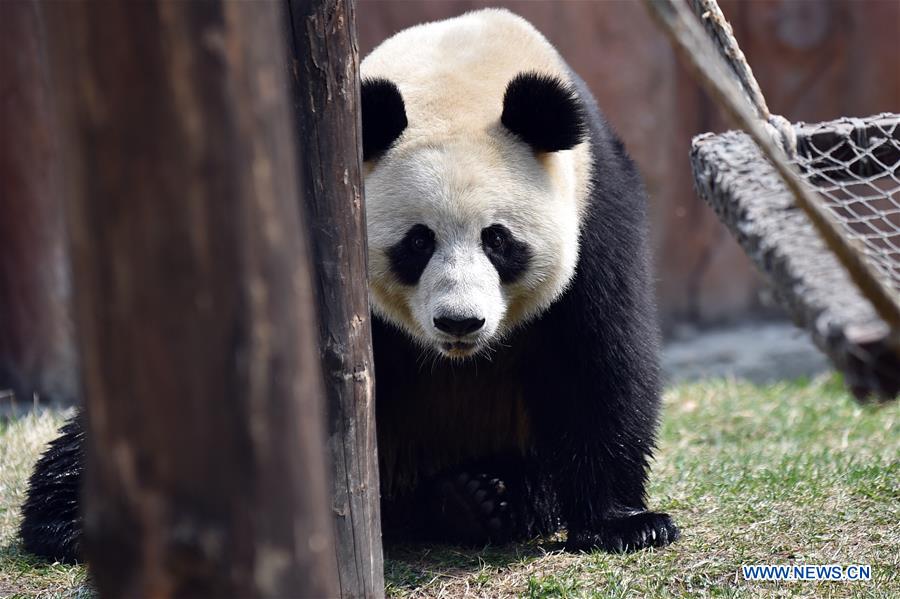 CHINA-JILIN-CHANGCHUN-ZOO-GIANT PANDA (CN)