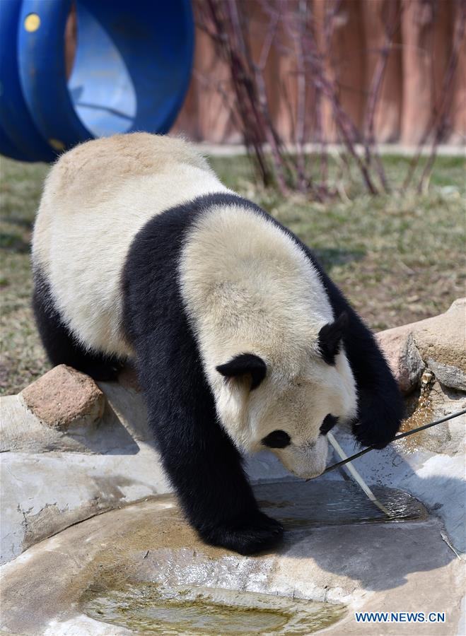 CHINA-JILIN-CHANGCHUN-ZOO-GIANT PANDA (CN)