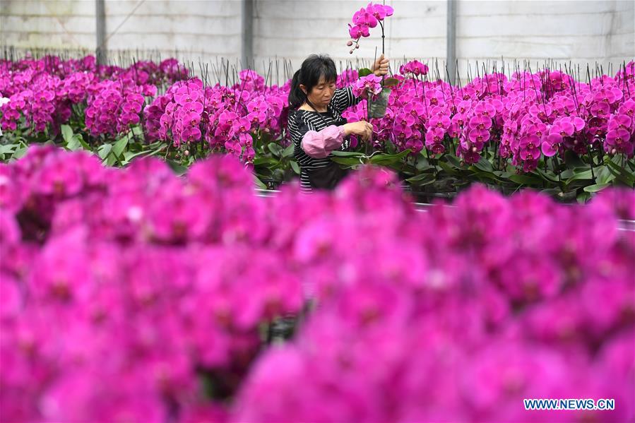 CHINA-ANHUI-FEIXI-POVERTY ALLEVIATION-FLOWER INDUSTRY (CN)