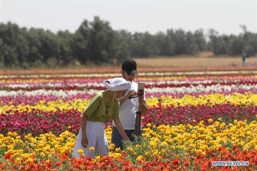 ISRAEL-NIR YITZHAK-SPRING-FLOWER FIELD