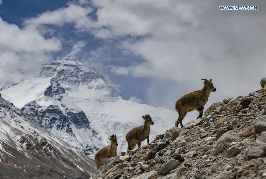 CHINA-TIBET-MOUNT QOMOLANGMA-WILDLIFE (CN)