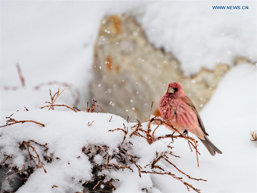 CHINA-TIBET-MOUNT QOMOLANGMA-WILDLIFE (CN)
