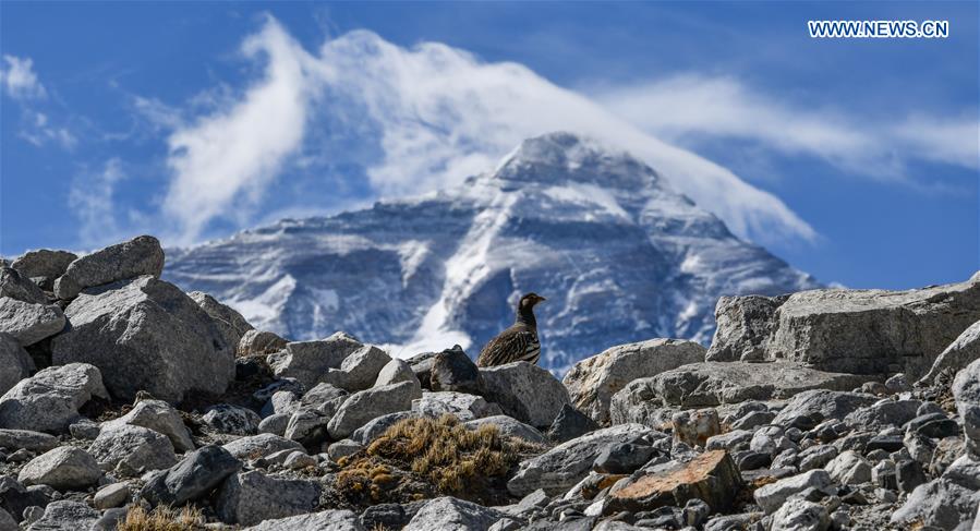 CHINA-TIBET-MOUNT QOMOLANGMA-WILDLIFE (CN)