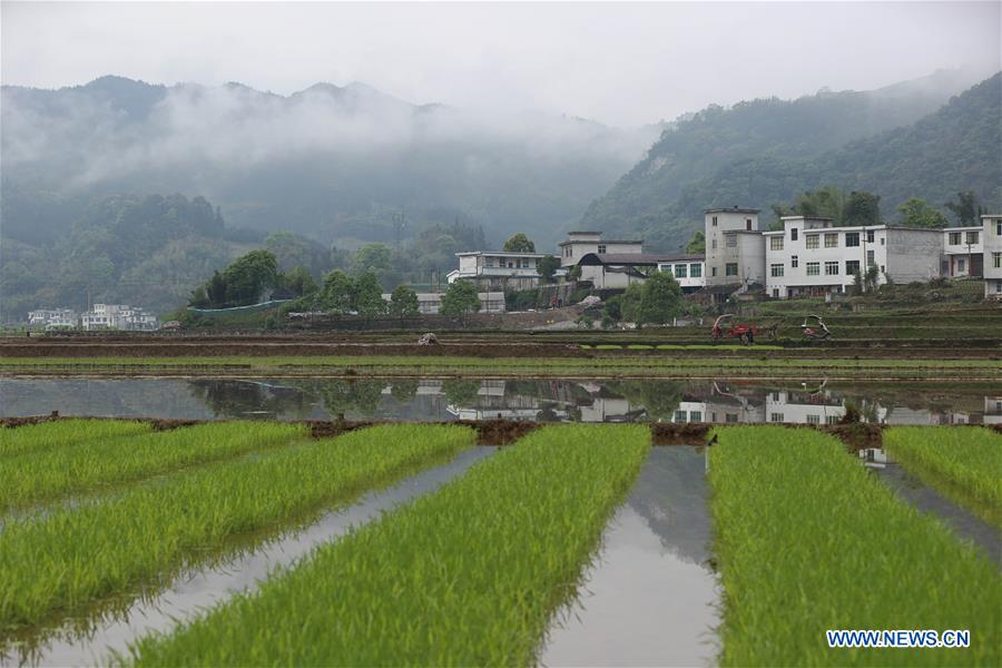 CHINA-SICHUAN-GONGXIAN-TERRACED FIELD-FARMING (CN)