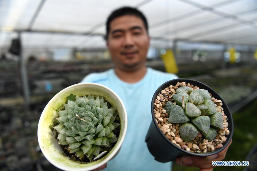 CHINA-ANHUI-SUCCULENTS-CULTIVATION(CN)