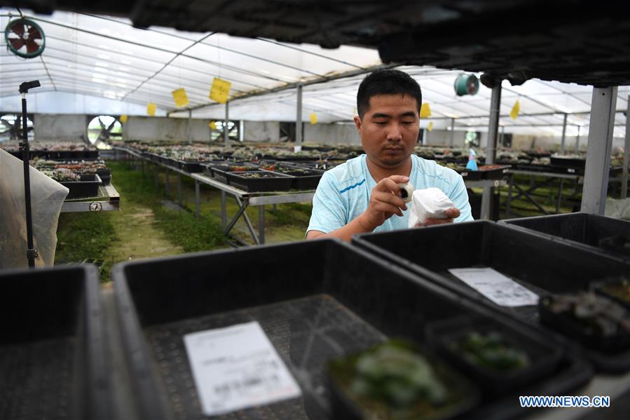 CHINA-ANHUI-SUCCULENTS-CULTIVATION(CN)