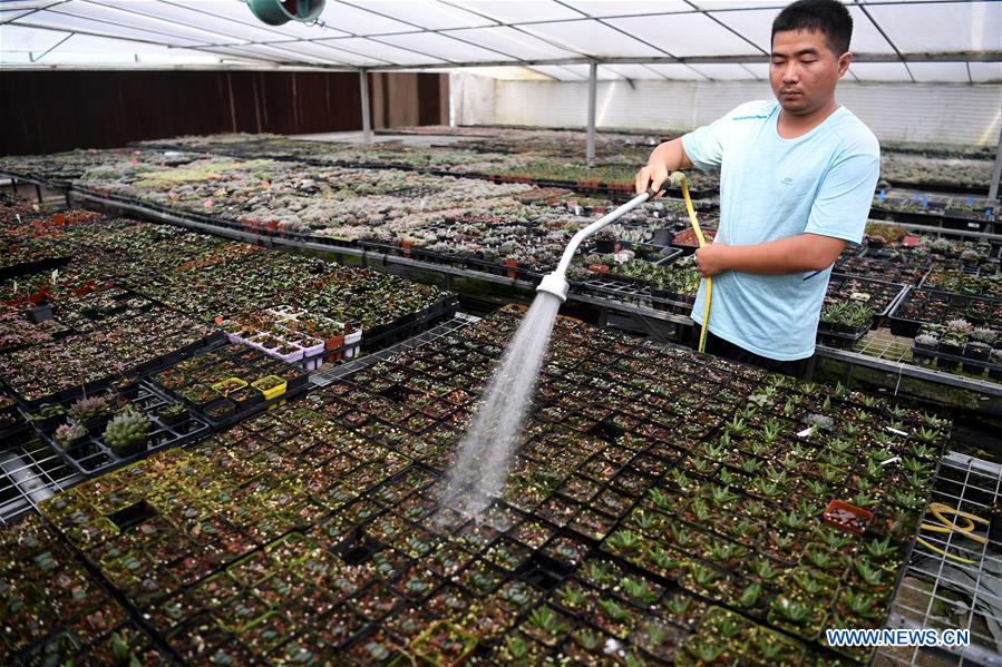 CHINA-ANHUI-SUCCULENTS-CULTIVATION(CN)