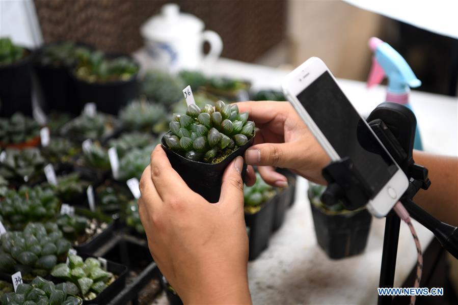 CHINA-ANHUI-SUCCULENTS-CULTIVATION(CN)