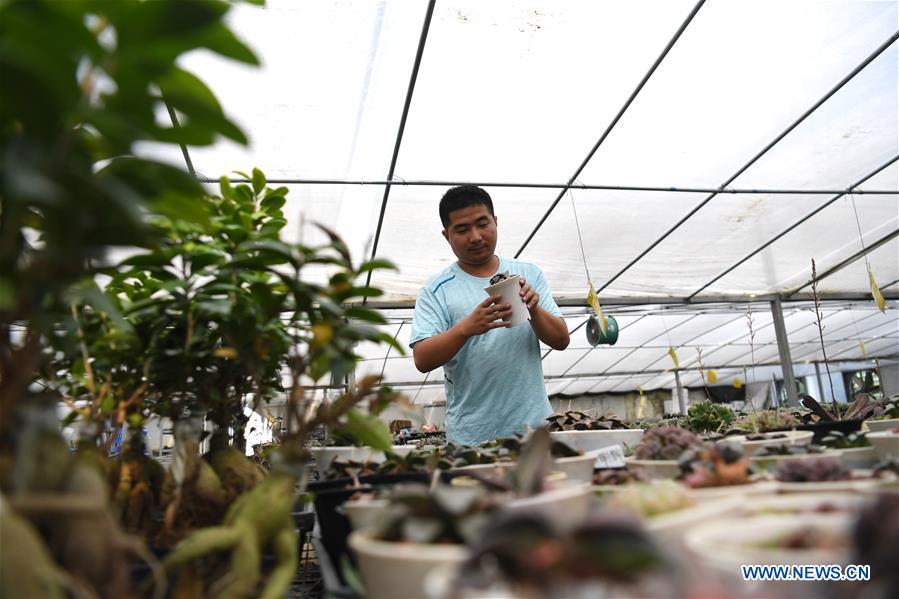 CHINA-ANHUI-SUCCULENTS-CULTIVATION(CN)