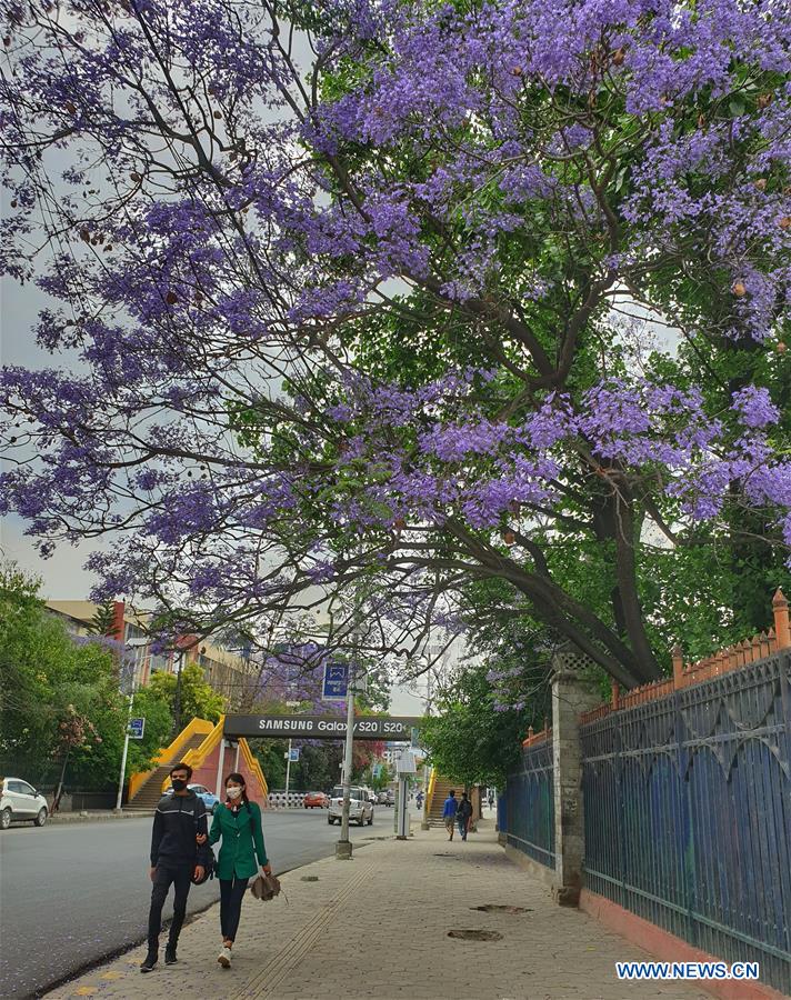 NEPAL-KATHMANDU-JACARANDA BLOSSOMS