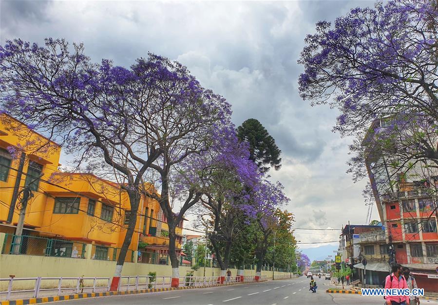 NEPAL-KATHMANDU-JACARANDA BLOSSOMS