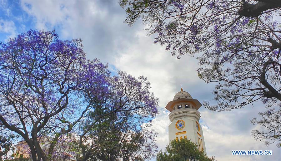 NEPAL-KATHMANDU-JACARANDA BLOSSOMS