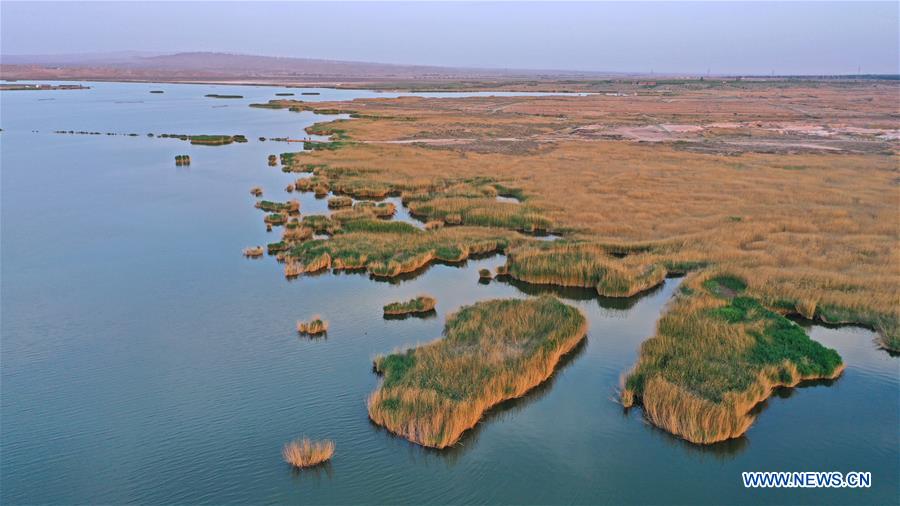 CHINA-NINGXIA-ZHONGWEI-WETLAND-SCENERY (CN)