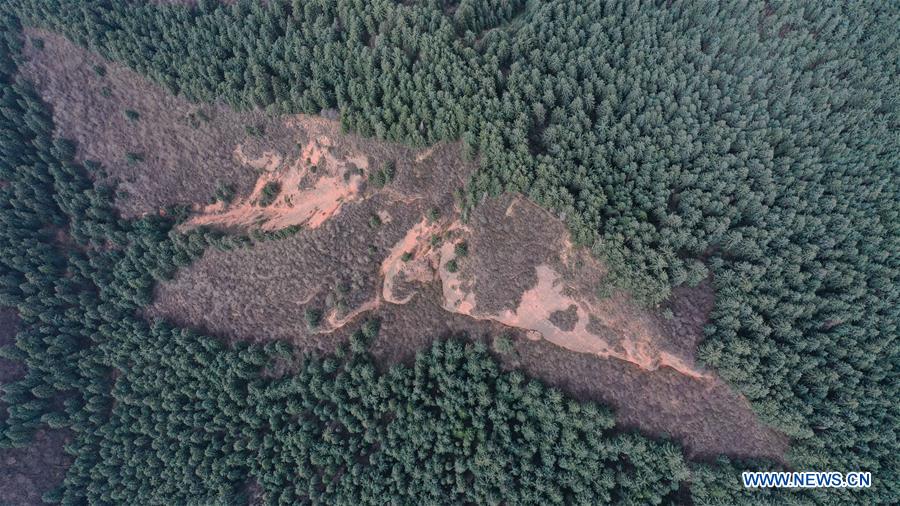 CHINA-QINGHAI-HAIDONG-FOREST FARM (CN)