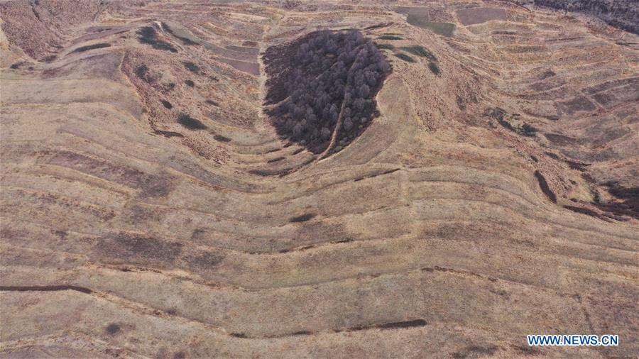 CHINA-QINGHAI-HAIDONG-FOREST FARM (CN)