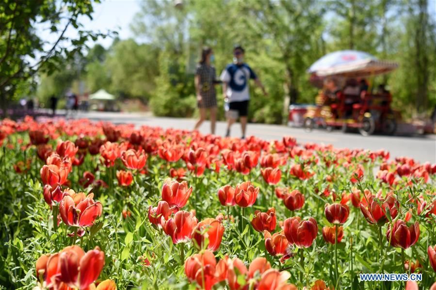 CHINA-XINJIANG-WUJIAQU-TULIPS (CN)