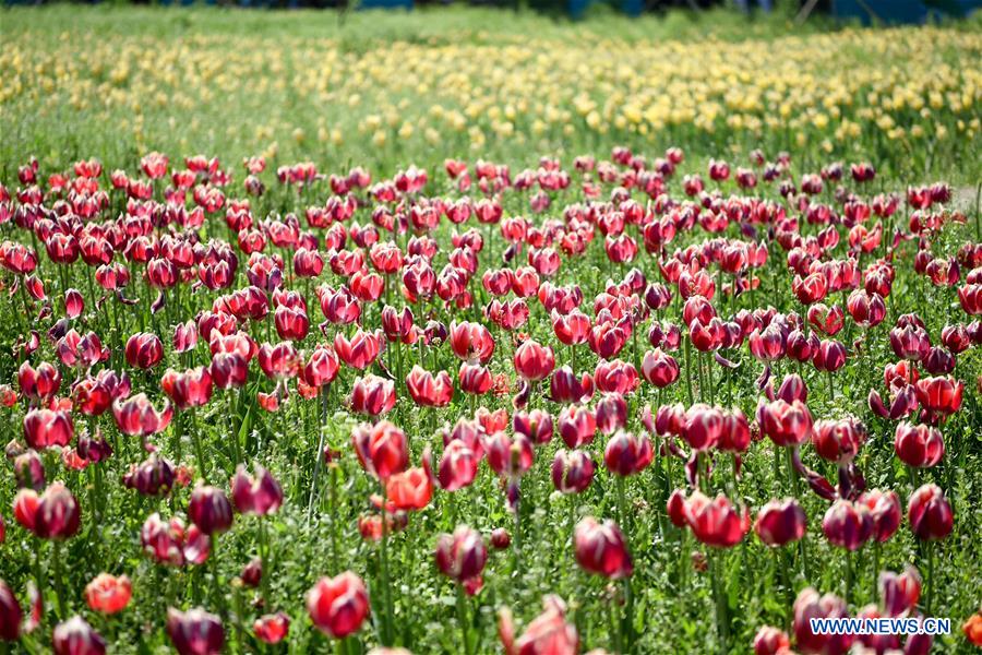 CHINA-XINJIANG-WUJIAQU-TULIPS (CN)