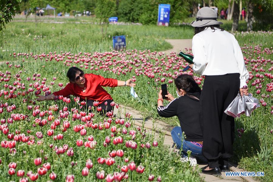 CHINA-XINJIANG-WUJIAQU-TULIPS (CN)