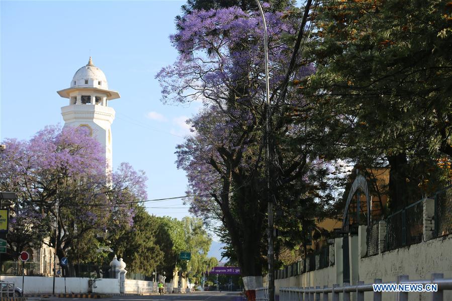 NEPAL-KATHMANDU-JACARANDA-FLOWER