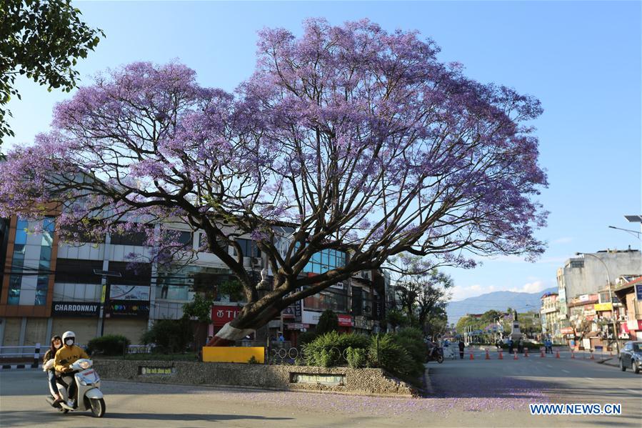 NEPAL-KATHMANDU-JACARANDA-FLOWER