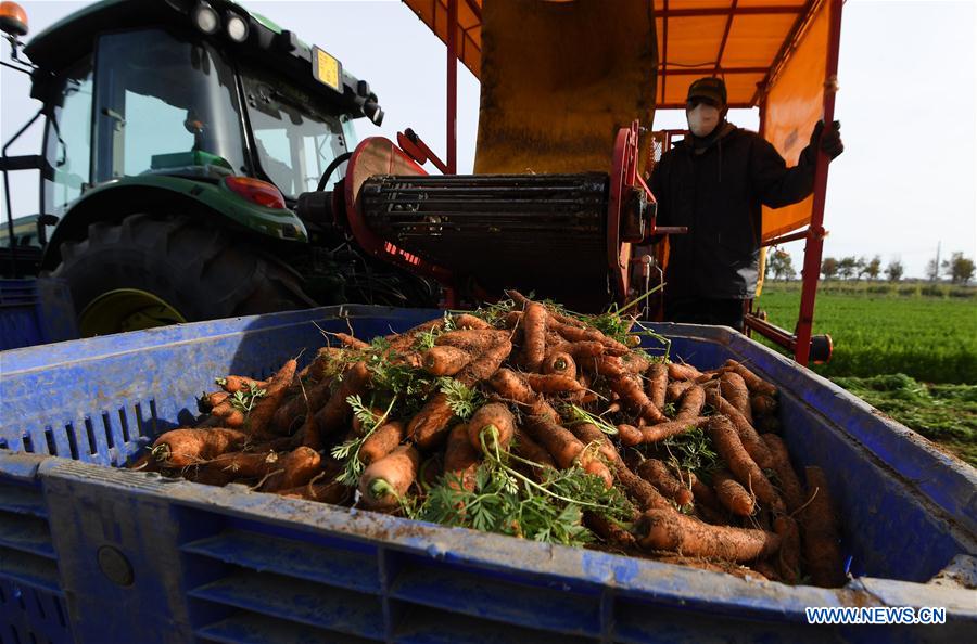 ITALY-COVID-19-CARROTS-HARVEST