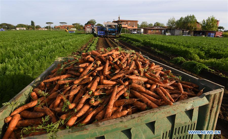 ITALY-COVID-19-CARROTS-HARVEST