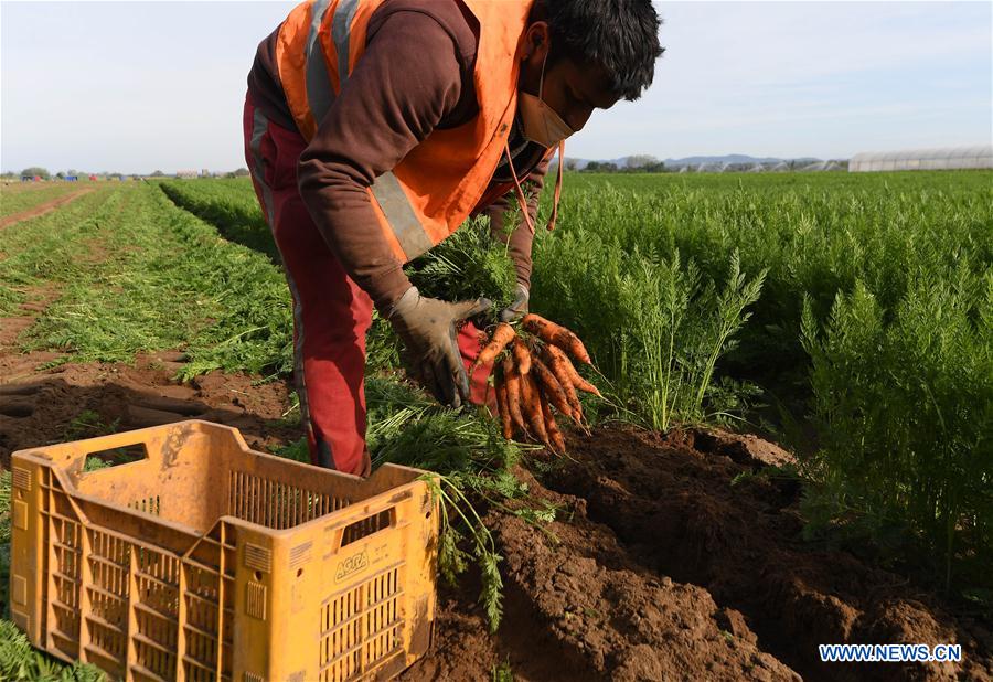 ITALY-COVID-19-CARROTS-HARVEST