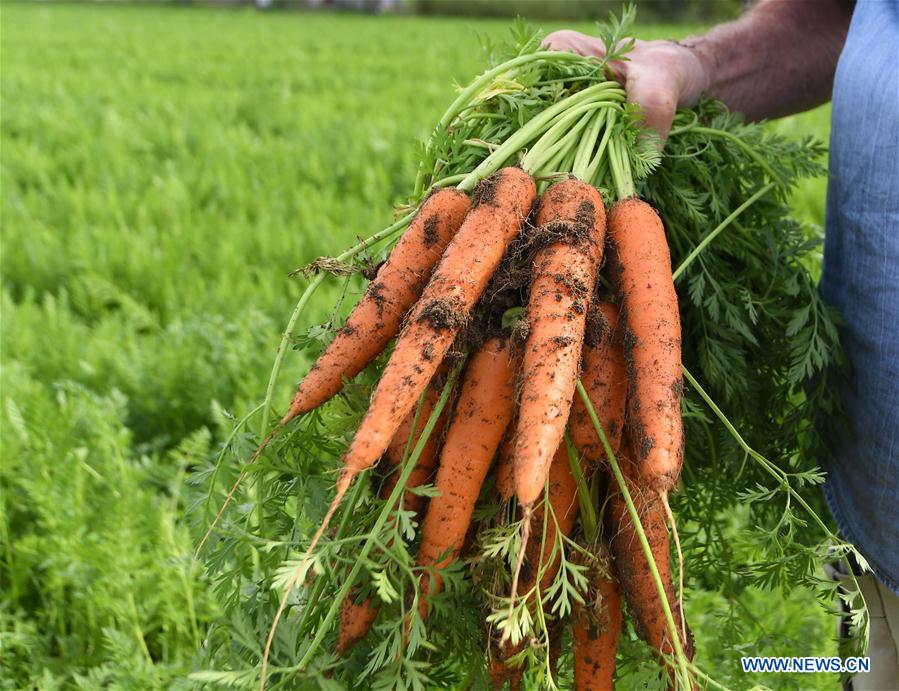 ITALY-COVID-19-CARROTS-HARVEST