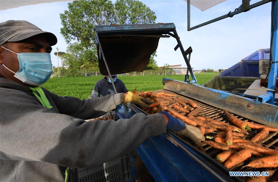 ITALY-COVID-19-CARROTS-HARVEST