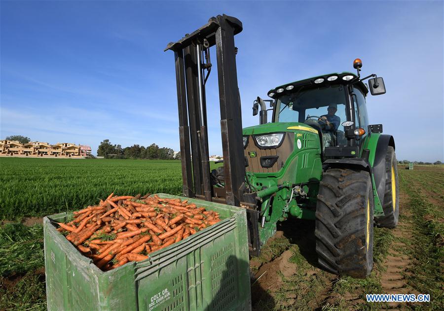ITALY-COVID-19-CARROTS-HARVEST