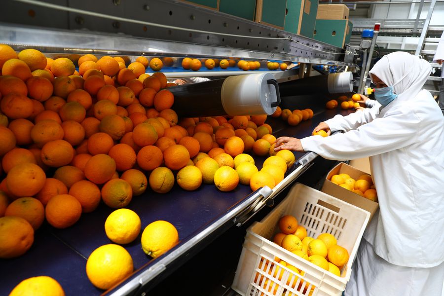 Egypt's citrus farms flourish as country world's largest orange