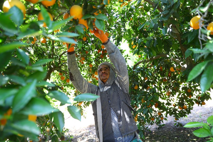 Egypt's citrus farms flourish as country world's largest orange